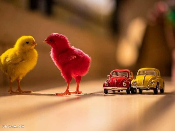  عکس جوجه رنگی برای پروفایل