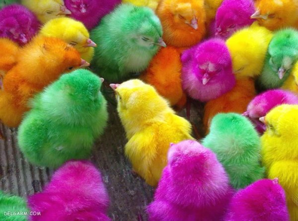  عکس جوجه رنگی برای پروفایل