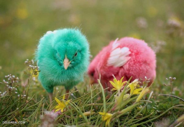  عکس جوجه رنگی برای پروفایل