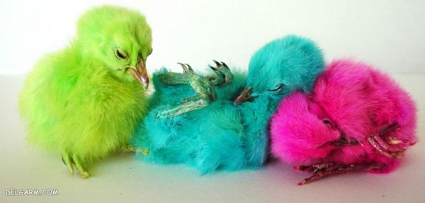  عکس جوجه رنگی برای پروفایل