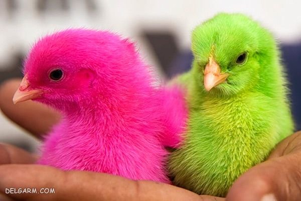  عکس جوجه رنگی برای پروفایل