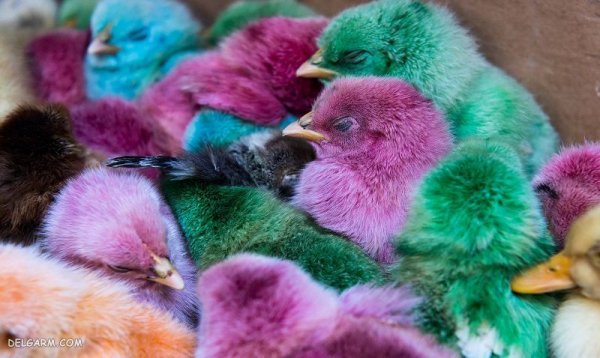  عکس جوجه رنگی برای پروفایل