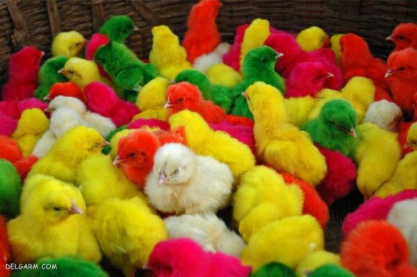  عکس جوجه رنگی برای پروفایل