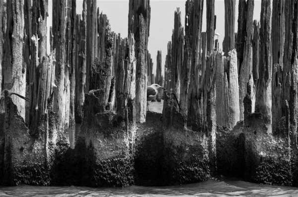  عکس مینیمال جنگل