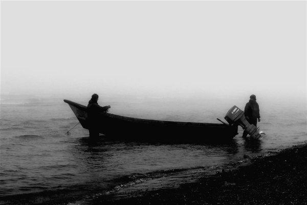  عکس مینیمال جنگل