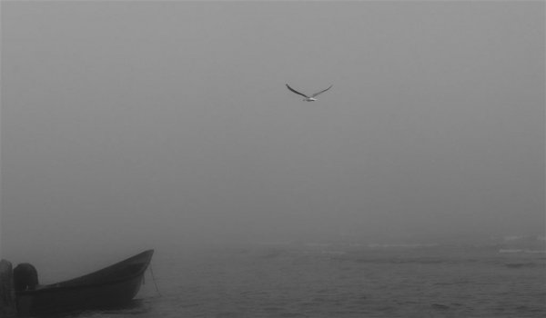  عکس مینیمال جنگل