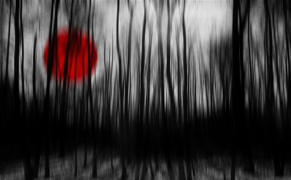  عکس مینیمال جنگل