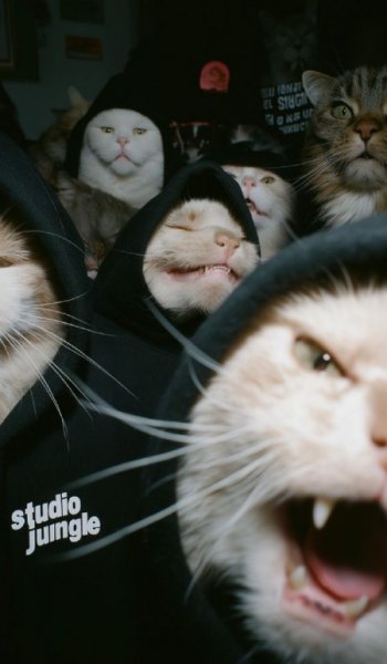  عکس مینیمال حیوانات