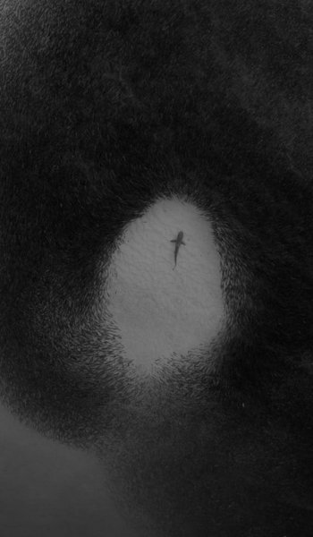  عکس مینیمال حیوانات