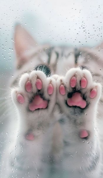  عکس مینیمال حیوانات