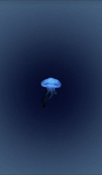  عکس مینیمال حیوانات