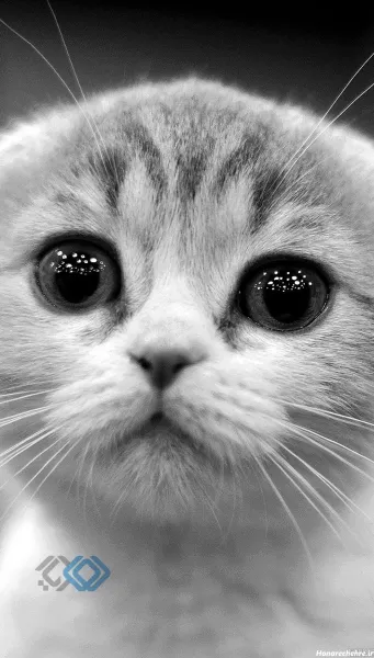  عکس پروفایل حیوانات وحشی خفن