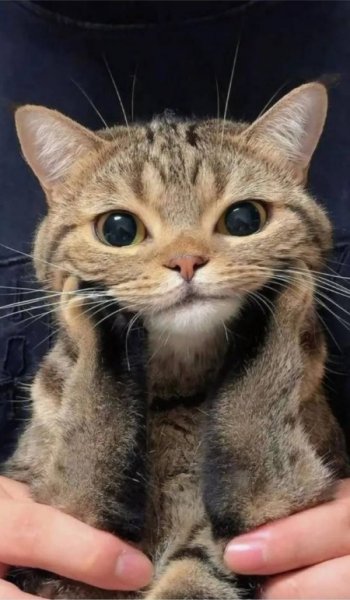  عکس حیوان مینیمال