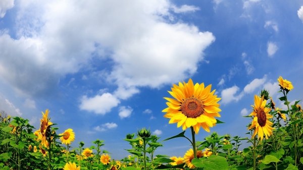  دانلود والپیپر طبیعت برای کامپیوتر full hd