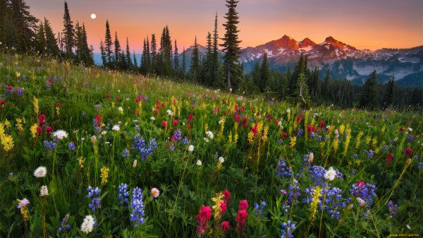  دانلود والپیپر طبیعت برای کامپیوتر full hd