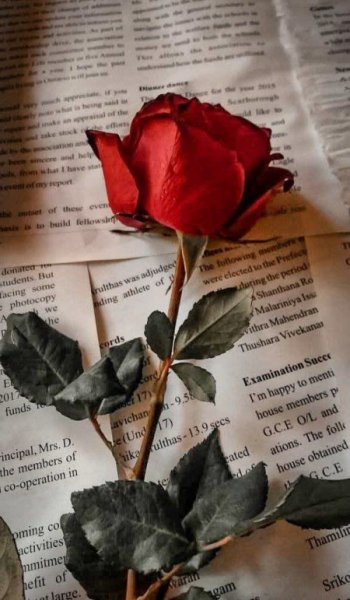  دانلود والپیپر طبیعت 4k برای کامپیوتر