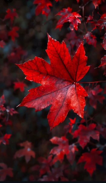  دانلود والپیپر طبیعت 4k برای کامپیوتر