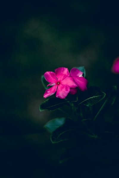  عکس طبیعت 4k