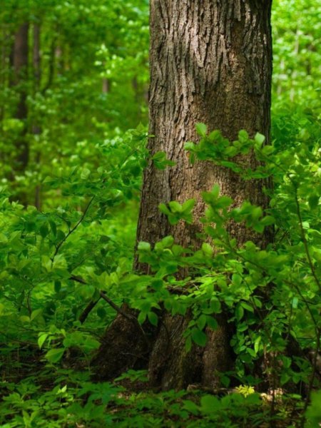  طبیعت زیبا 4k