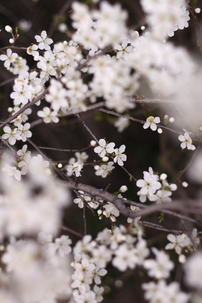  طبیعت زیبا 4k