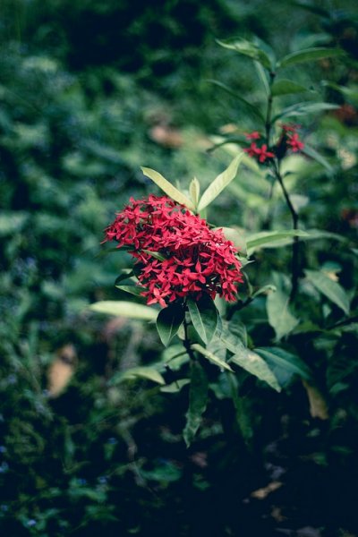  طبیعت زیبا 4k