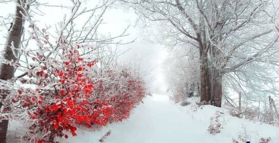  عکس طبیعت فورکی