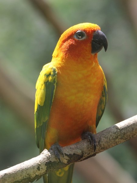  والپیپر 4k طبیعت گوشی