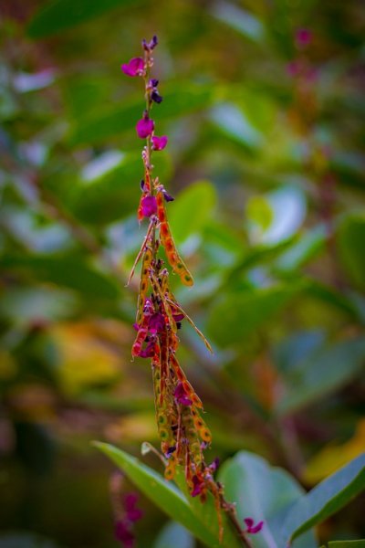  والپیپر 4k طبیعت گوشی