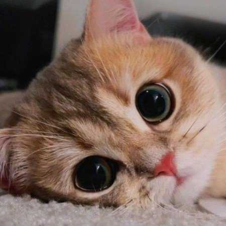  عکس های باربی کیوت