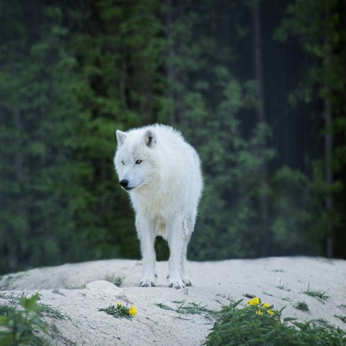  والپیپر حیوانات بامزه