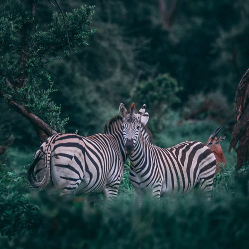  والپیپر حیوانات بامزه