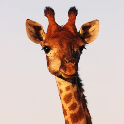  والپیپر حیوانات بامزه