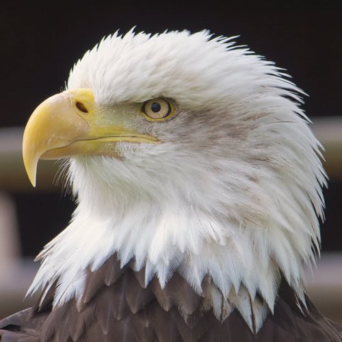  والپیپر حیوانات بامزه