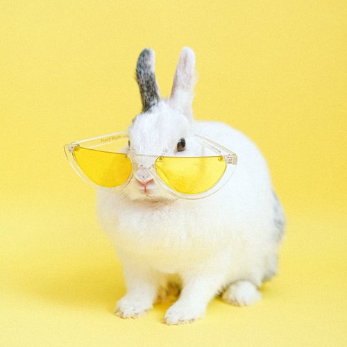  والپیپر حیوانات بامزه