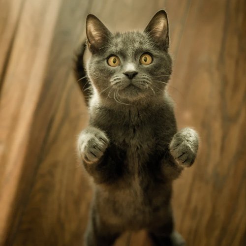  والپیپر حیوانات بامزه