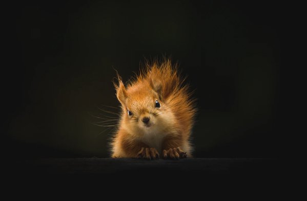  والپیپر حیوانات بامزه