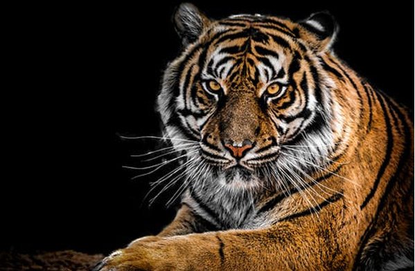  والپیپر حیوانات بامزه