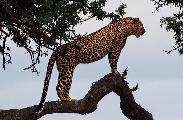  والپیپر حیوانات بامزه