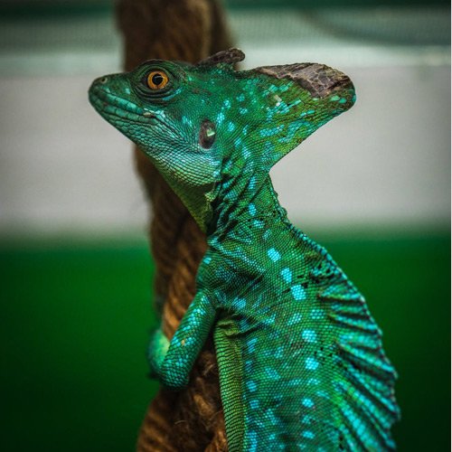  والپیپر حیوانات بامزه