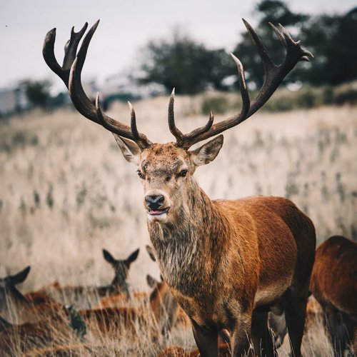  والپیپر حیوانات بامزه