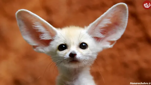  100 عکس حیوانات