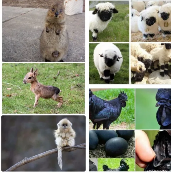  100 عکس حیوانات