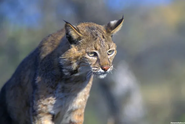  100 عکس حیوانات