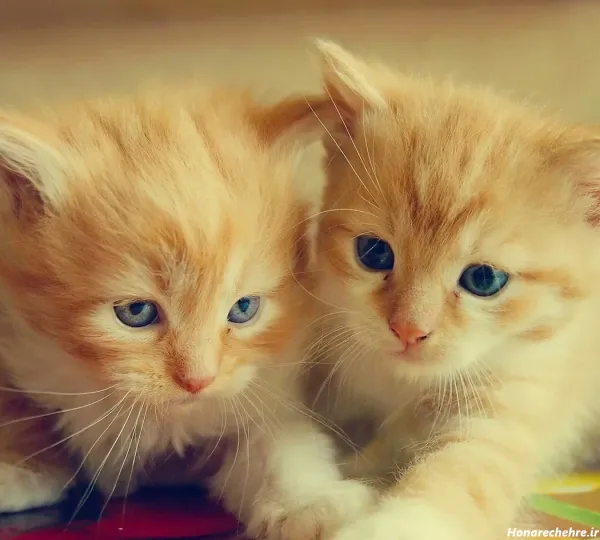  100 عکس حیوانات