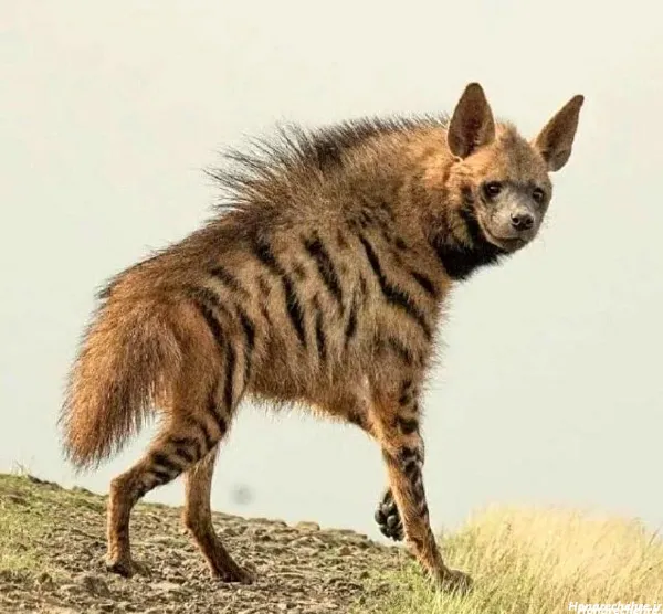  100 عکس حیوانات