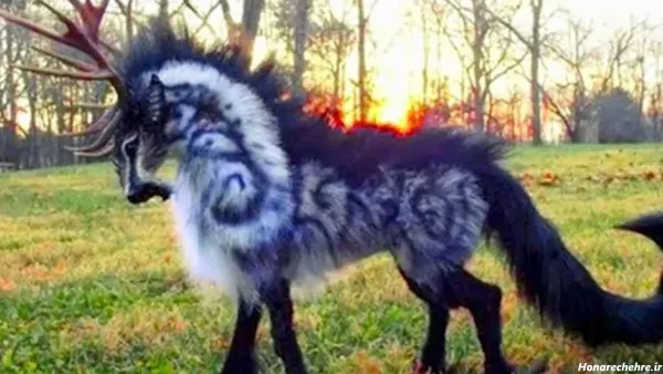 100 عکس حیوانات