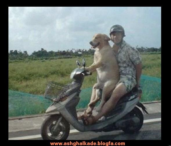 عکس حیوانات بامزه و خنده دار