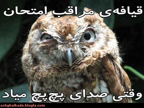  عکس حیوانات بامزه و خنده دار