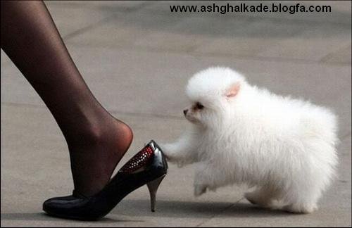  عکس حیوانات بامزه و خنده دار