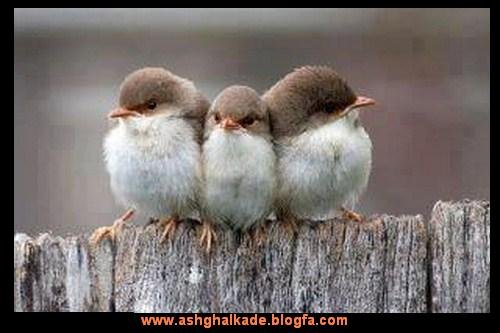  عکس حیوانات بامزه و خنده دار